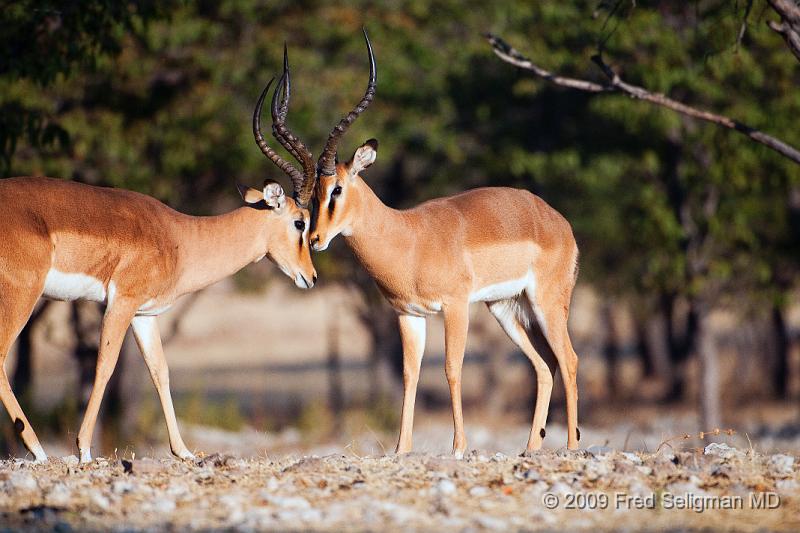 20090610_082714 D300 X1.jpg - Springbok (Gazelle)